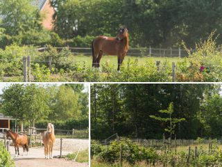 Julianastraat  Julianastraat 81 in Heikant